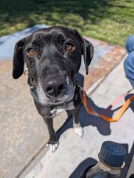 Lost Female Dog last seen East Fremont St and 15th st, Las Vegas, NV 89101, Las Vegas, NV 89101