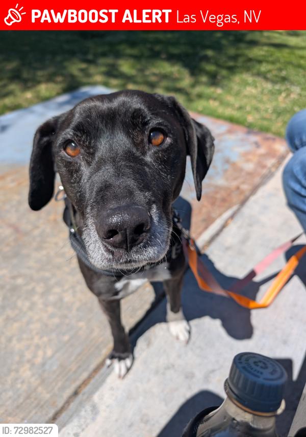 Lost Female Dog last seen East Fremont St and 15th st, Las Vegas, NV 89101, Las Vegas, NV 89101