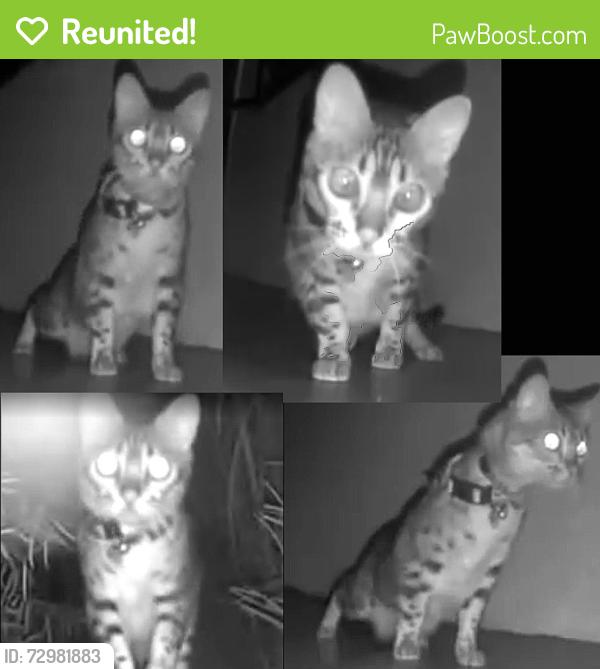 Reunited Unknown Cat last seen 4th St & Pier/Marine Avenue Santa Monica CA, Santa Monica, CA 90405