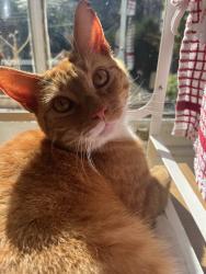 Lost Male Cat last seen ladywell playtower , Greater London, England SE13
