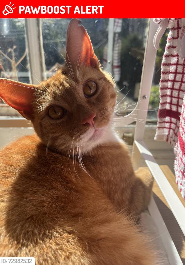Lost Male Cat last seen ladywell playtower , Greater London, England SE13