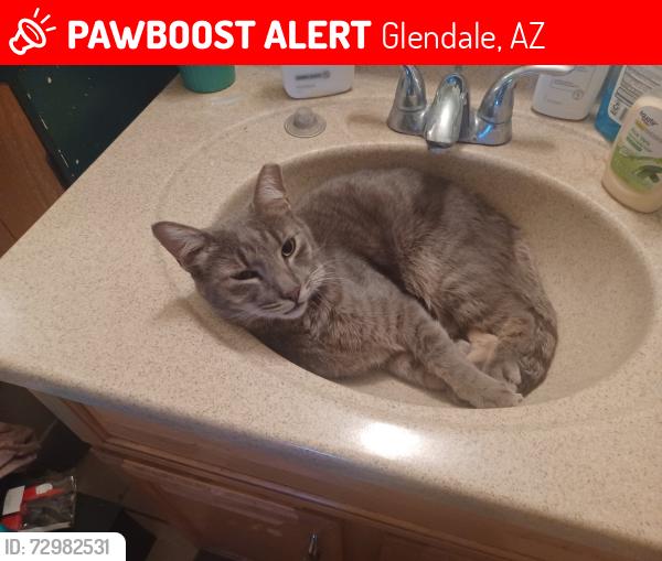Lost Male Cat last seen 67th Ave & Bethany Home Rd, Glendale, AZ 85303