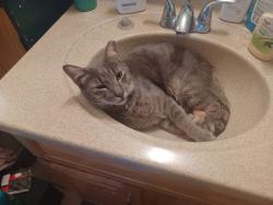 Lost Male Cat last seen 67th Ave & Bethany Home Rd, Glendale, AZ 85303