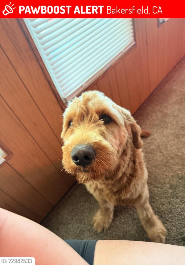 Lost Male Dog last seen Stine rd., Bakersfield, CA 93313