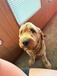 Lost Male Dog last seen Stine rd., Bakersfield, CA 93313