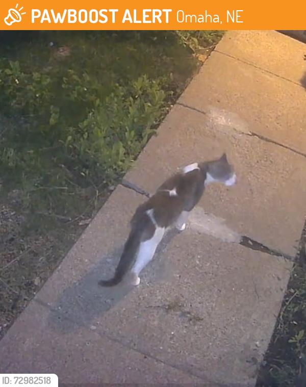 Found/Stray Unknown Cat last seen 45th Vinton St, Omaha, NE 68106