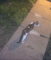 Found/Stray Unknown Cat last seen 45th Vinton St, Omaha, NE 68106