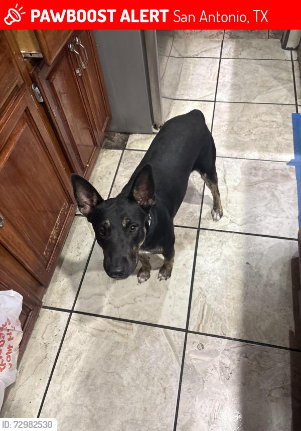 Lost Female Dog last seen Standing rock and big creek , San Antonio, TX 78242