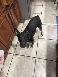 Lost Female Dog last seen Standing rock and big creek , San Antonio, TX 78242