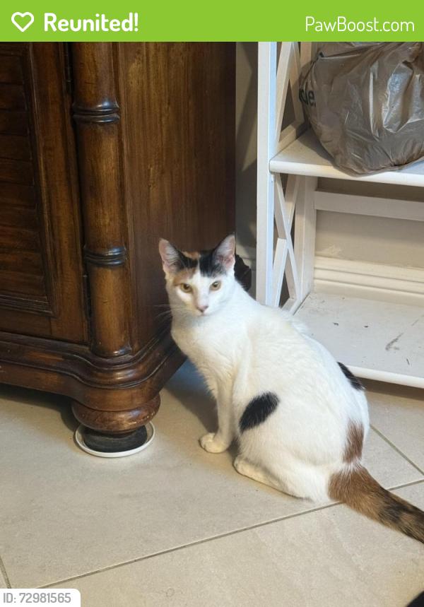 Reunited Female Cat last seen 10th and Kirk, Palm Springs, FL 33461