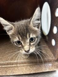 Shelter Stray Female Cat last seen Near N Galloway Ave (Public Storage), 75149, TX, 1650 Gross Rd, Mesquite, TX 75149, USA