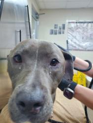 Shelter Stray Female Dog last seen Charleston, SC 29414, North Charleston, SC 29406