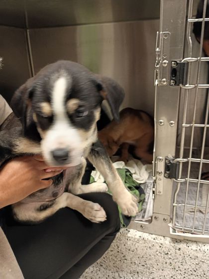 Shelter Stray Male Dog last seen Near 26th St Nw, Atlanta, GA, 1251 Fulton Industrial Blvd NW, Atlanta, GA 30336, USA