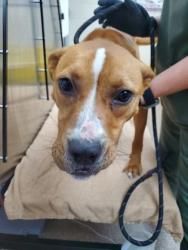 Shelter Stray Male Dog last seen Charleston, SC 29414, North Charleston, SC 29406