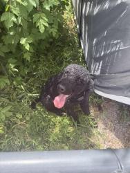 Reunited Male Dog last seen Near e 1000 s, Springville, UT 84663