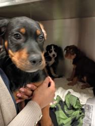 Shelter Stray Male Dog last seen Near 26th St Nw, Atlanta, GA, 1251 Fulton Industrial Blvd NW, Atlanta, GA 30336, USA