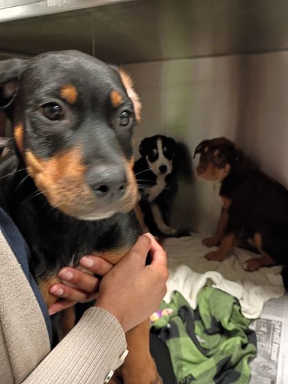 Shelter Stray Male Dog last seen Near 26th St Nw, Atlanta, GA, 1251 Fulton Industrial Blvd NW, Atlanta, GA 30336, USA