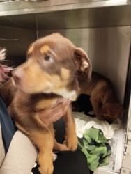 Shelter Stray Male Dog last seen Near 26th St Nw, Atlanta, GA, 1251 Fulton Industrial Blvd NW, Atlanta, GA 30336, USA