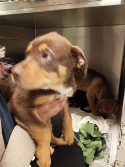 Shelter Stray Male Dog last seen Near 26th St Nw, Atlanta, GA, 1251 Fulton Industrial Blvd NW, Atlanta, GA 30336, USA