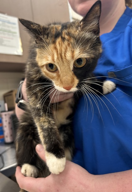 Shelter Stray Female Cat last seen Rolling Meadow, IN 46037, Fishers, IN 46038