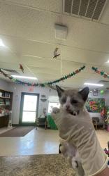 Shelter Stray Female Cat last seen Near Ave 12 1/2, Madera County, CA, 205 Tozer St, Madera, CA 93638, USA