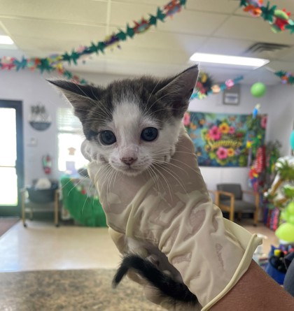 Shelter Stray Female Cat last seen Near Ave 12 1/2, Madera County, CA, 205 Tozer St, Madera, CA 93638, USA