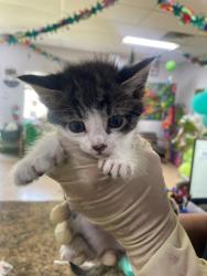 Shelter Stray Female Cat last seen Near Ave 12 1/2, Madera County, CA, 205 Tozer St, Madera, CA 93638, USA