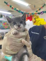 Shelter Stray Female Cat last seen Near Ave 12 1/2, Madera County, CA, 205 Tozer St, Madera, CA 93638, USA