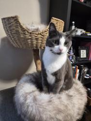 Lost Female Cat last seen Rainier Dr near Lions Park and Safeway , Everett, WA 98203