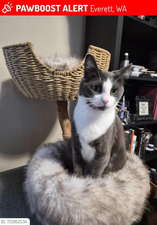 Lost Female Cat last seen Rainier Dr near Lions Park and Safeway , Everett, WA 98203