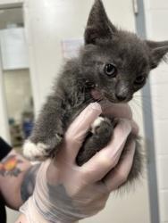 Shelter Stray Male Cat last seen Near Cliftmont Ave, 21213, MD, Baltimore, MD 21230