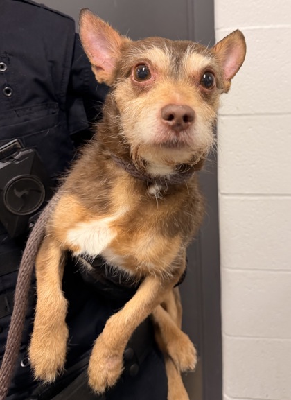 Shelter Stray Male Dog last seen Cleveland, OH 44105, Cleveland, OH 44102