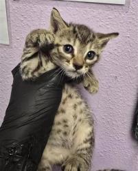 Shelter Stray Male Cat last seen Near colville Drive, Horizon, TX, 5001 Fred Wilson Ave, El Paso, TX 79906, USA