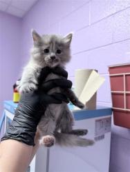 Shelter Stray Female Cat last seen El Paso, TX 79938, Fort Bliss, TX 79906