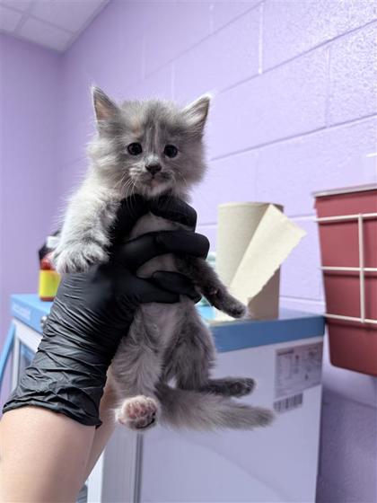 Shelter Stray Female Cat last seen El Paso, TX 79938, Fort Bliss, TX 79906