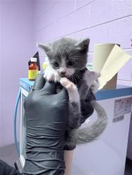Shelter Stray Female Cat last seen El Paso, TX 79938, Fort Bliss, TX 79906