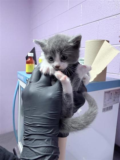 Shelter Stray Female Cat last seen El Paso, TX 79938, Fort Bliss, TX 79906
