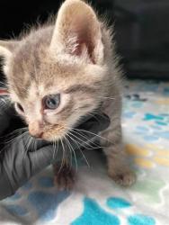 Shelter Stray Female Cat last seen Near valle de oro dr, Socorro, TX, Fort Bliss, TX 79906