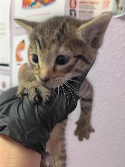 Shelter Stray Female Cat last seen Near valle de oro dr, Socorro, TX, Fort Bliss, TX 79906