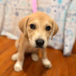 Shelter Stray Female Dog last seen Rayburn / Angelina, City of College Station, TX, 5359 Leonard Rd, Bryan, TX 77807, USA