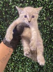 Shelter Stray Male Cat last seen Near Rushing Rd, CITY of El Paso, TX, Fort Bliss, TX 79906