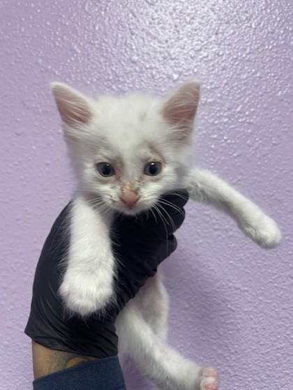 Shelter Stray Female Cat last seen Near Tierra Lucia Ct, CITY of El Paso, TX, Fort Bliss, TX 79906