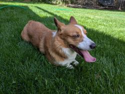 Reunited Unknown Dog last seen Roosevelt and Cherry, Fort Collins, CO 80521