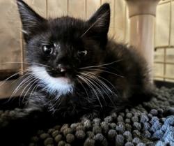 Shelter Stray Female Cat last seen Citrus County, FL 34452, Inverness, FL 34450