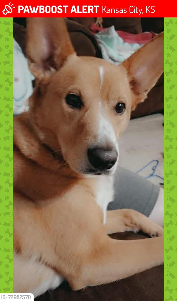 Lost Male Dog last seen Kansas City Kansas Community College , Kansas City, KS 66109