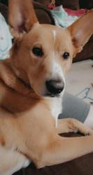 Lost Male Dog last seen Kansas City Kansas Community College , Kansas City, KS 66109