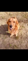 Lost Male Dog last seen Salem High School, Tylertown, MS 39667