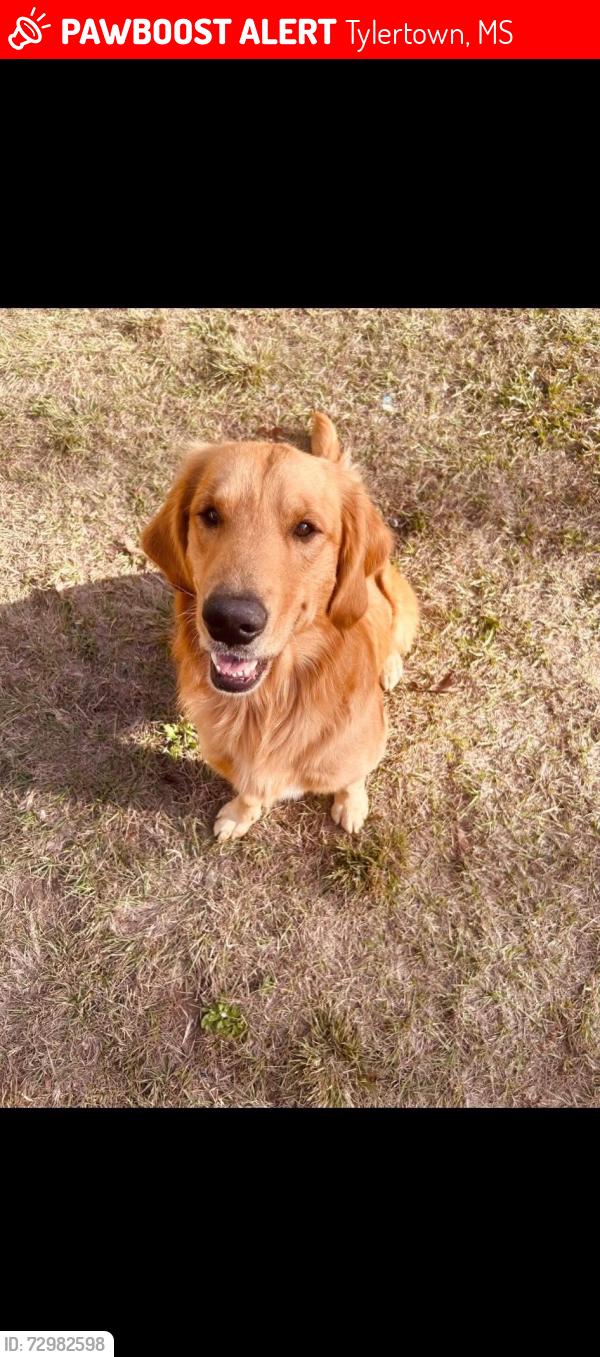 Lost Male Dog last seen Salem High School, Tylertown, MS 39667