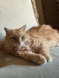 Lost Female Cat last seen Delaware and Yorktown, Huntington Beach, CA 92648