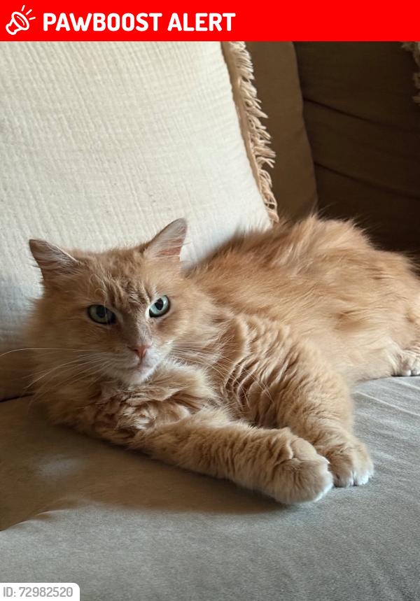 Lost Female Cat last seen Delaware and Yorktown, Huntington Beach, CA 92648